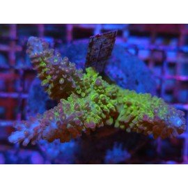 EC BLEEDING TREE ABROTANOIDES L