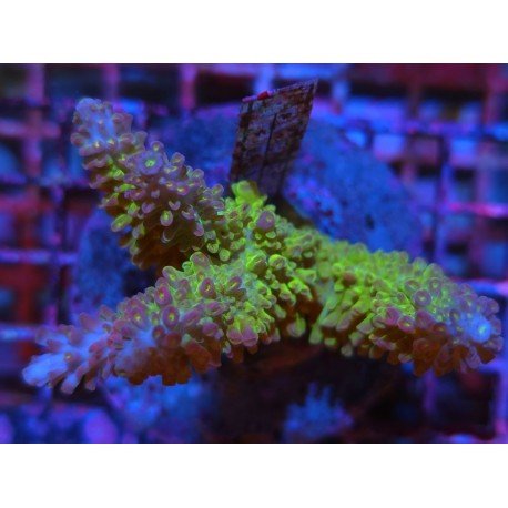 EC BLEEDING TREE ABROTANOIDES L