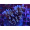 WWC EFFLORESCENS BLUE SPACE L