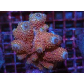 THREE PINK RAINBOW HUMILIS XL