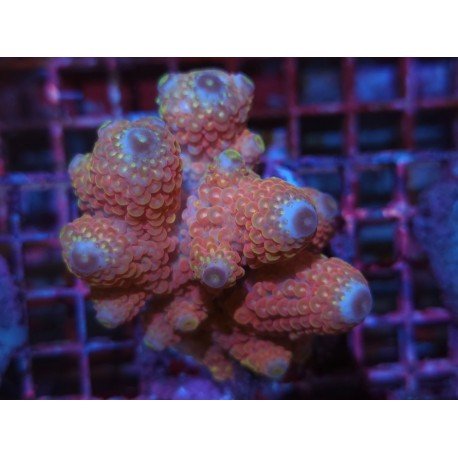 THREE PINK RAINBOW HUMILIS XL