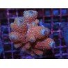 THREE PINK RAINBOW HUMILIS XL