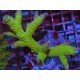 WWC ACROPORA ROBUSTA GREEN GOBLIN XL 