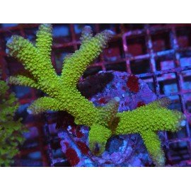 WWC ACROPORA ROBUSTA GREEN GOBLIN XL 