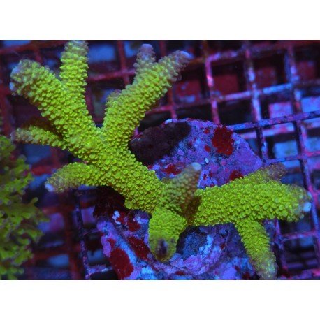 WWC ACROPORA ROBUSTA GREEN GOBLIN XL 