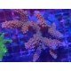 WWC NATALENSIS PINC CADILAC XL 