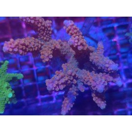 WWC NATALENSIS PINC CADILAC XL 
