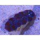 TRIDACNA CROCEA AQUACULTURA PREMIUM XS (SUPER RESISTENTES)