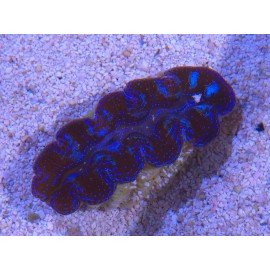 TRIDACNA CROCEA AQUACULTURA PREMIUM XS (SUPER RESISTENTES)