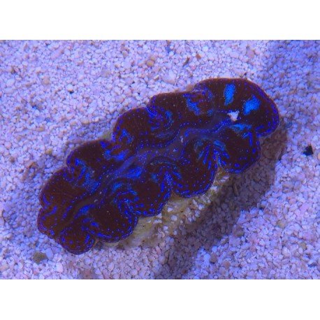 TRIDACNA CROCEA AQUACULTURA PREMIUM XS (SUPER RESISTENTES)