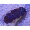 TRIDACNA CROCEA AQUACULTURA PREMIUM XS (SUPER RESISTENTES)