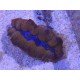 TRIDACNA CROCEA AQUACULTURA PREMIUM XS (SUPER RESISTENTES)