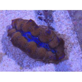 TRIDACNA CROCEA AQUACULTURA PREMIUM XS (SUPER RESISTENTES)