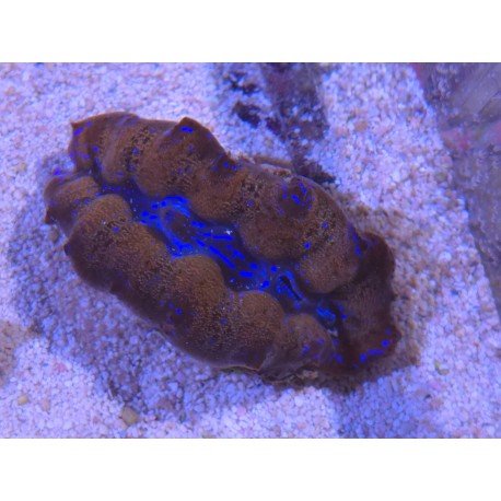 TRIDACNA CROCEA AQUACULTURA PREMIUM XS (SUPER RESISTENTES)