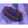 TRIDACNA CROCEA AQUACULTURA PREMIUM XS (SUPER RESISTENTES)