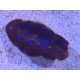 TRIDACNA CROCEA AQUACULTURA PREMIUM XS (SUPER RESISTENTES)