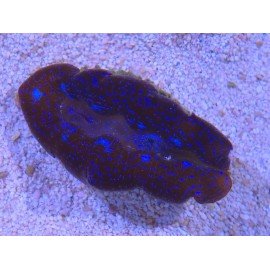 TRIDACNA CROCEA AQUACULTURA PREMIUM XS (SUPER RESISTENTES)