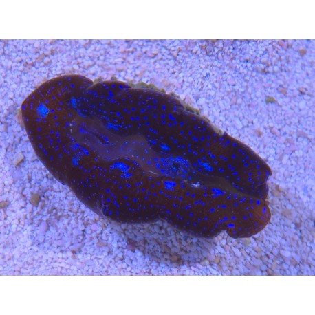 TRIDACNA CROCEA AQUACULTURA PREMIUM XS (SUPER RESISTENTES)