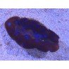 TRIDACNA CROCEA AQUACULTURA PREMIUM XS (SUPER RESISTENTES)