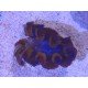 TRIDACNA CROCEA AQUACULTURA PREMIUM XS (SUPER RESISTENTES)