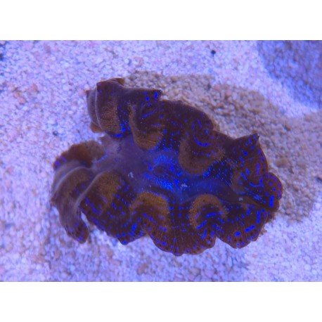 TRIDACNA CROCEA AQUACULTURA PREMIUM XS (SUPER RESISTENTES)