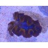 TRIDACNA CROCEA AQUACULTURA PREMIUM XS (SUPER RESISTENTES)