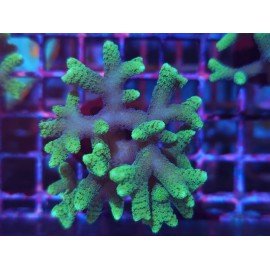 SERIATOPORA CAIENDRUM BICOLOR