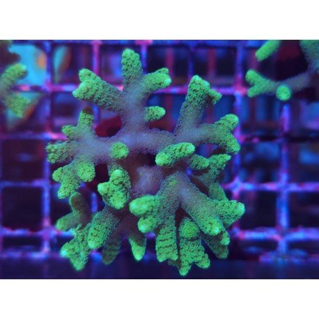 SERIATOPORA CAIENDRUM BICOLOR