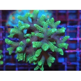 SERIATOPORA CAIENDRUM BICOLOR