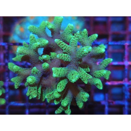 SERIATOPORA CAIENDRUM BICOLOR
