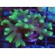SERIATOPORA CAIENDRUM BICOLOR