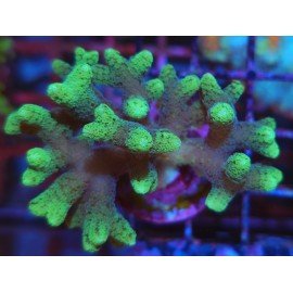 SERIATOPORA CAIENDRUM BICOLOR