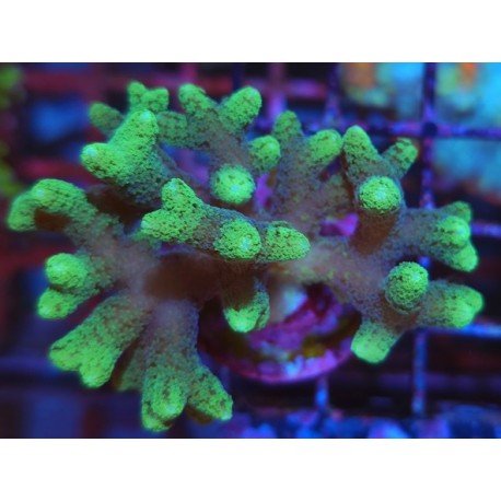 SERIATOPORA CAIENDRUM BICOLOR