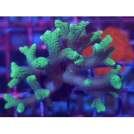 SERIATOPORA CAIENDRUM BICOLOR