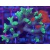 SERIATOPORA CAIENDRUM BICOLOR
