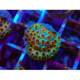 SKITTLE BOMB CYPHASTREA