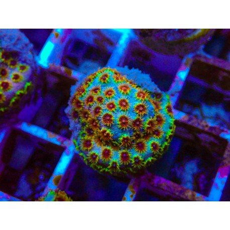 SKITTLE BOMB CYPHASTREA