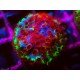 CHERRY BOMB CYPHASTREA