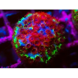 CHERRY BOMB CYPHASTREA