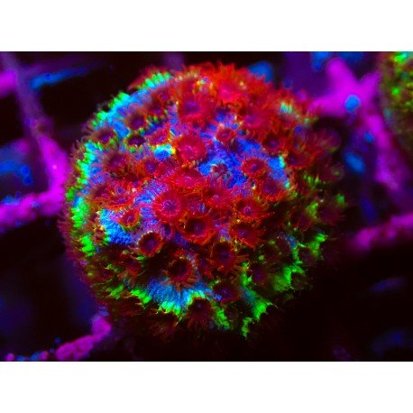 CHERRY BOMB CYPHASTREA
