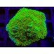 CHILLI PEPPER MONTIPORA