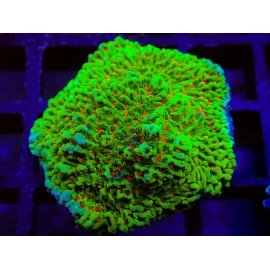 CHILLI PEPPER MONTIPORA