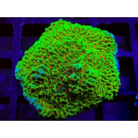 CHILLI PEPPER MONTIPORA