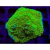 CHILLI PEPPER MONTIPORA