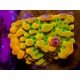 KUNG PAO MONTIPORA