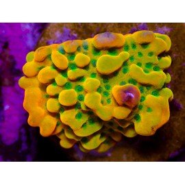 KUNG PAO MONTIPORA