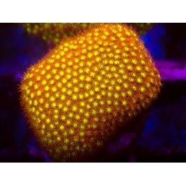 IRON MAN STLOCOENIELLA