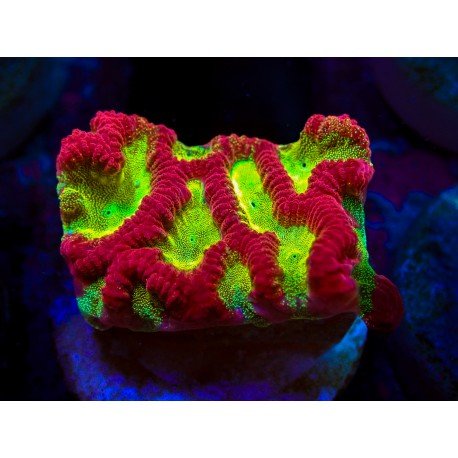CC WILD CHERRY FAVIA
