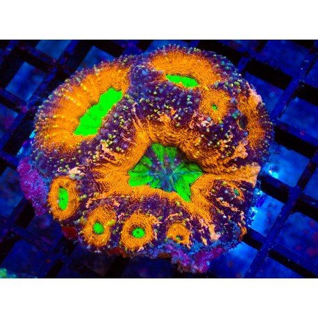 LOBOPHYLLIA MASTERGRADE SPLITS