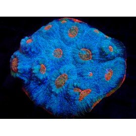 FIRE AND ICE CHALICE COLONY